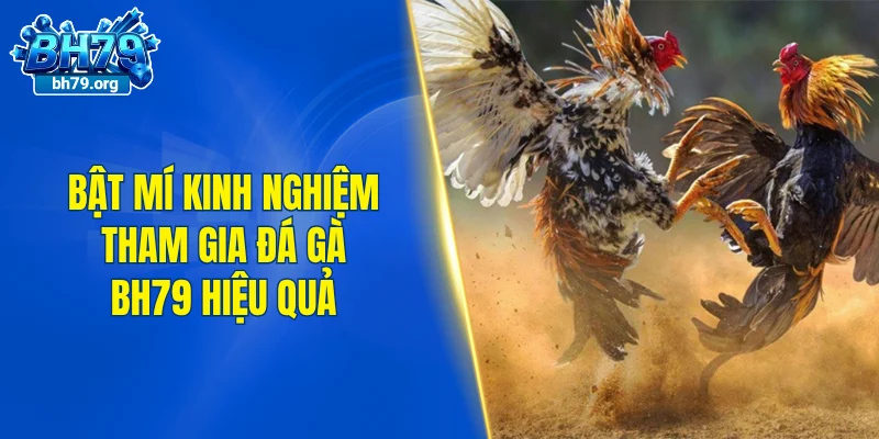 Bật mí kinh nghiệm tham gia đá gà BH79 hiệu quả