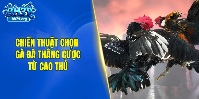 Chiến thuật chọn gà đá thắng cược từ cao thủ