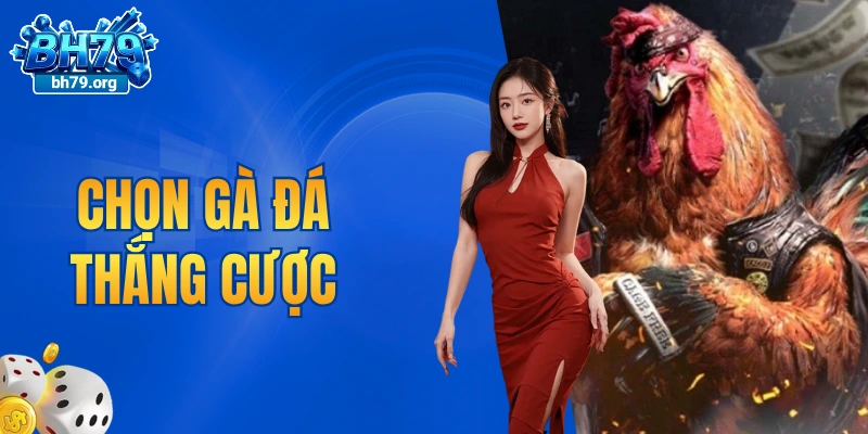 chọn gà đá thắng cược