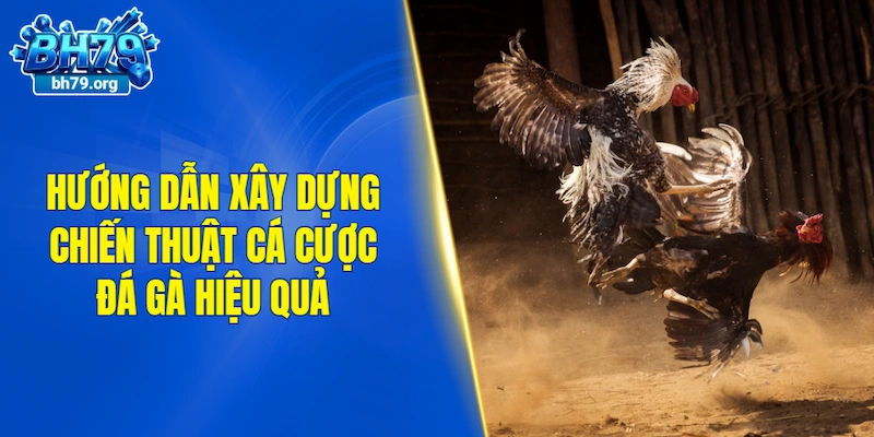 Hướng dẫn xây dựng chiến thuật cá cược đá gà hiệu quả
