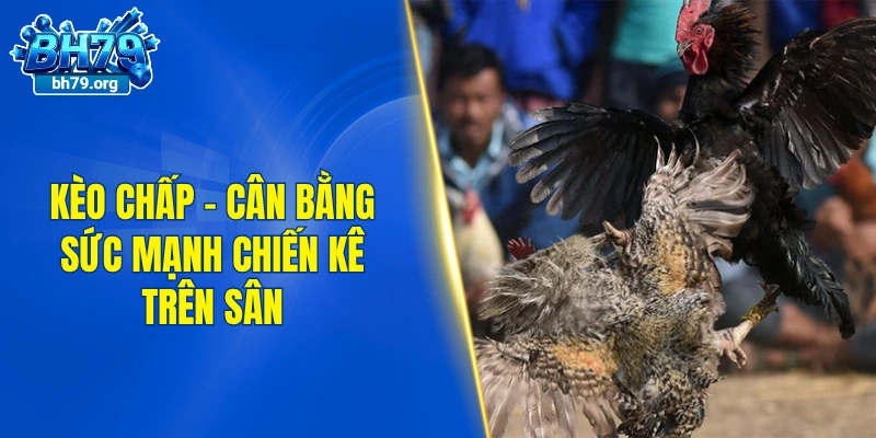 Kèo chấp - Cân bằng sức mạnh chiến kê trên sân