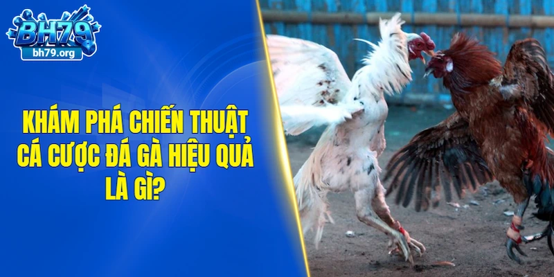 Khám phá chiến thuật cá cược đá gà hiệu quả là gì?