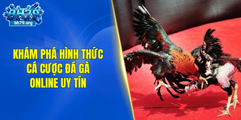 Khám phá hình thức cá cược đá gà online uy tín hiện nay