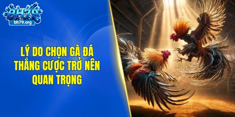Lý do chọn gà đá thắng cược trở nên quan trọng