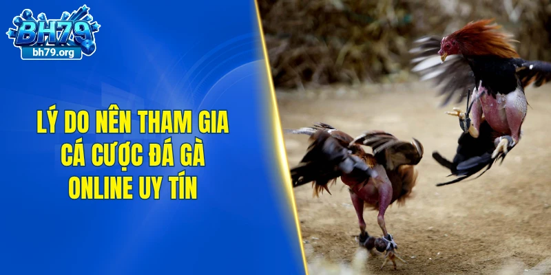 Lý do nên tham gia cá cược đá gà online uy tín hiện nay