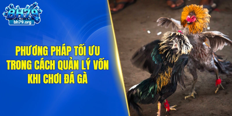 Những phương pháp tối ưu trong cách quản lý vốn khi chơi đá gà