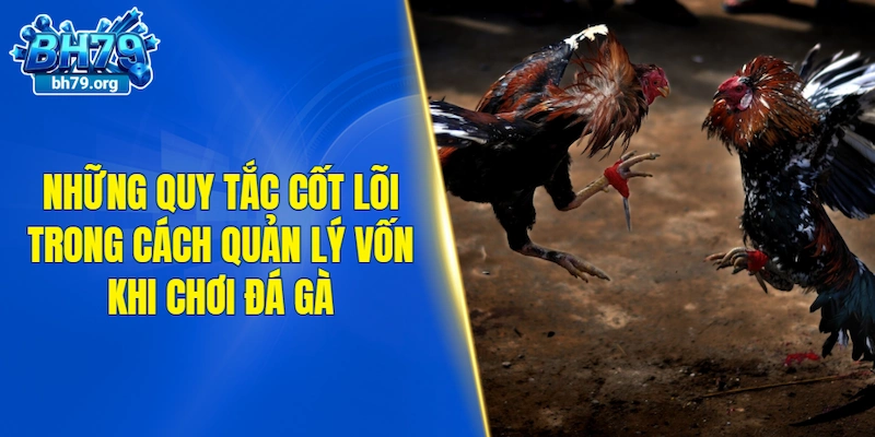 Những quy tắc cốt lõi trong cách quản lý vốn khi chơi đá gà
