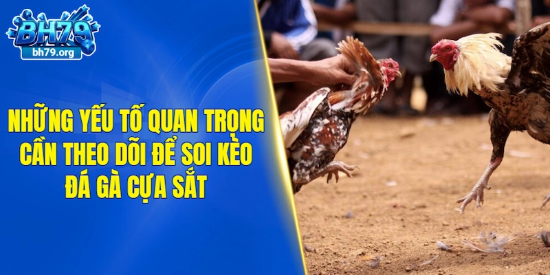 Những yếu tố quan trọng cần theo dõi để soi kèo đá gà cựa sắt