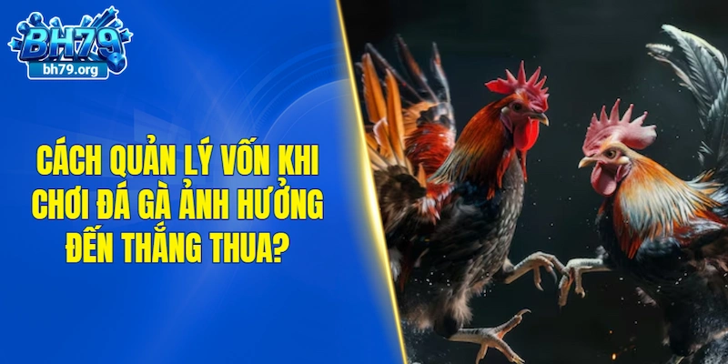 Tại sao cách quản lý vốn khi chơi đá gà ảnh hưởng đến thắng thua?