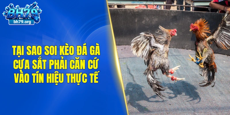 Tại sao soi kèo đá gà cựa sắt phải căn cứ vào tín hiệu thực tế