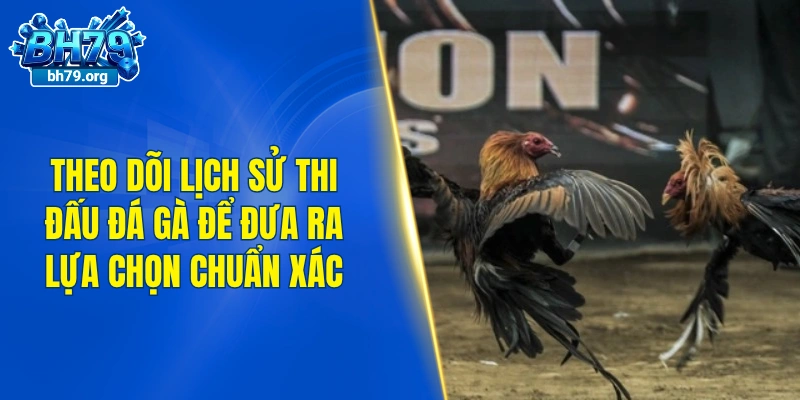 Theo dõi lịch sử thi đấu đá gà để đưa ra lựa chọn chuẩn xác