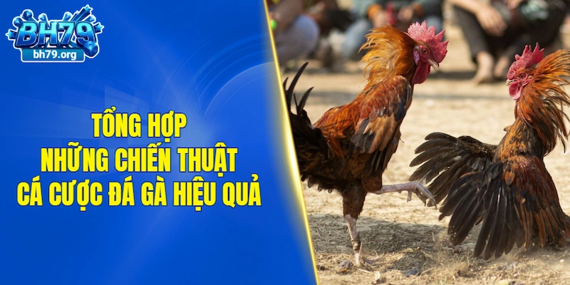 Tổng hợp những chiến thuật cá cược đá gà hiệu quả