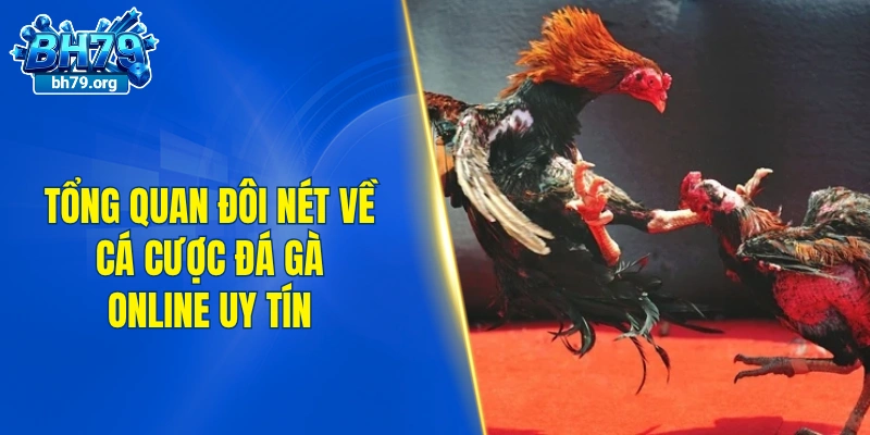 Tổng quan đôi nét về cá cược đá gà online uy tín