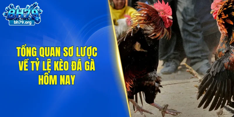 Tổng quan sơ lược về tỷ lệ kèo đá gà hôm nay