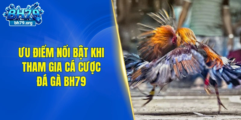 Ưu điểm nổi bật khi tham gia cá cược đá gà BH79